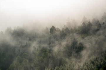 Krajobraz leśny wierzchołki drzew las we mgle	