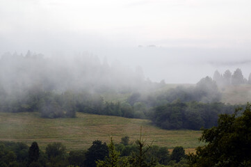 Widok oświetlonej polany we mgle z różnymi gatunkami drzew	
