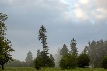 Widok oświetlonej polany we mgle z różnymi gatunkami drzew	
