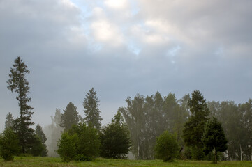 Widok oświetlonej polany we mgle z różnymi gatunkami drzew 

