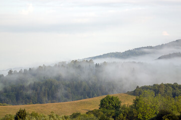 Krajobraz widok oświetlonej polany we mgle z różnymi gatunkami drzew	
