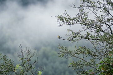Mały ptak na gałęzi na tle lasu we mgle - obrazy, fototapety, plakaty