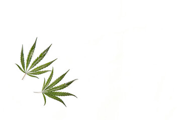 Flat lay composition with two hemp leaves on white background.
