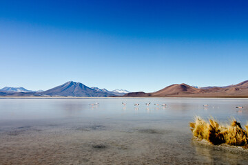 lake in chile with flamingos in the morning