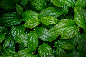 abstract green leaf texture, tropical leaf, nature background.