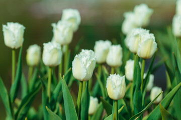 Spring background with white tulips flowers. beautiful blossom tulips field. spring time. banner, copy space