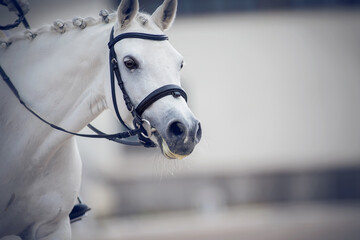 Portrait of a pony with a braided mane. Portrait sports stallion in the bridle. Equestrian sport.