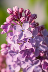 Fototapeta na wymiar Lilac flowers close up