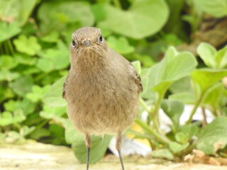 bird on the nest