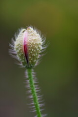 Obraz premium Vertical shot of a blooming poppy flower