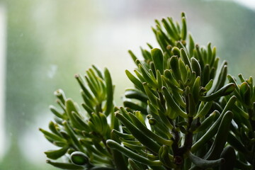Crassula Hobbit