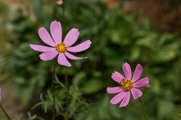 Fototapeta premium Cosmea, or Cosmos (lat. Cosmos) is a genus of annual and perennial herbaceous plants of the Asteraceae family (Asteraceae). Cosmea blooms in the garden.