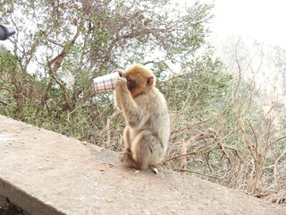 japanese macaque sitting on a rock