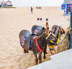 Great Yarmouth, Norfolk, UK &ndash; July 12 2021. Donkeys used for donkey rides on the beach eating whilst waiting for customers