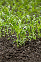 Green field of young corn with clean rows