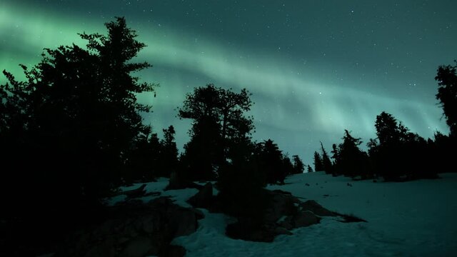 Aurora Green Over Snow Covered Pine Tree Silhouette  02 Loop