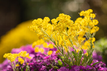 Obraz premium Golden aurinia saxatilis flowers and purple aubrieta cascade with lots of small petals beautifully blooming in a backyard garden surrounded by greenery on a sunny day during spring. Detail shot