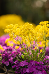 Golden aurinia saxatilis flowers and purple aubrieta cascade with lots of small petals beautifully blooming in a backyard garden surrounded by greenery on a sunny day during spring. 