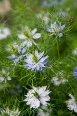 Nigella (devil-in-a-bush) plant blooming in a garden