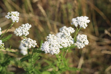 Medicinal wild herb Yarrow Achillea millefolilium . The plant during flowering , closeup.