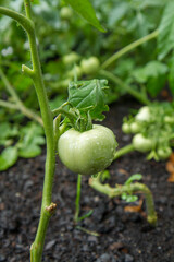 Tomato fruits growing in a garden, still green	
