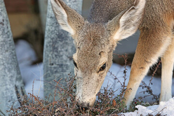 Mule deer grazing in winter	