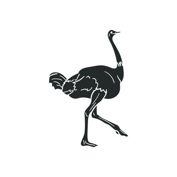 recommend clip art: Ostrich Icon Silhouette Illustration. Animal Bird Vector Graphic Pictogram Symbol Clip Art. Doodle Sketch Black Sign.