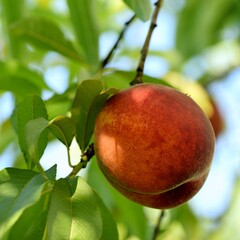 Peach ripe  fruit on tree.