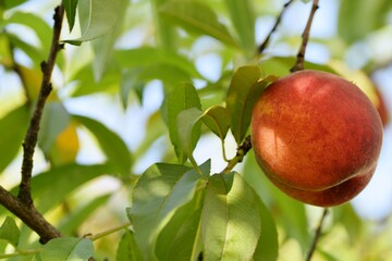 Peach ripe  fruit on tree.