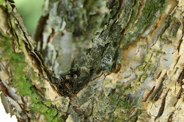 The bark of black birch closeup, bark background, birch trunk.