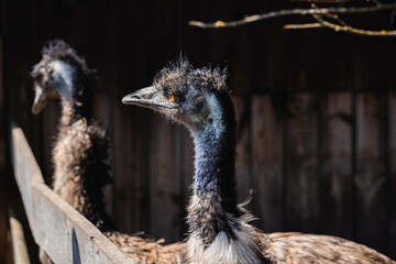 ostrich emu on the background of a wooden house and a fence