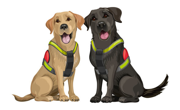 A team of rescue dogs, a yellow and black young labrador retriever, dogs for searching people under ruined buildings after an earthquake, a terrorist attack, and a tornado