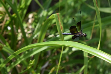 Dragonfly