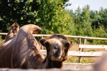 portrait of a cute camel