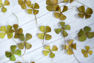 Four leaves clovers various sizes on white wooden background with defocuse, retro modern Saint Patricks Day background