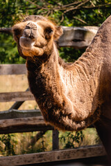portrait of a cute camel