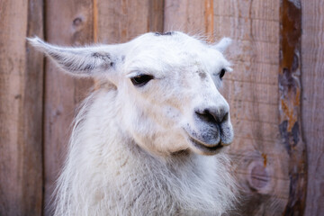 portrait of an animal llama