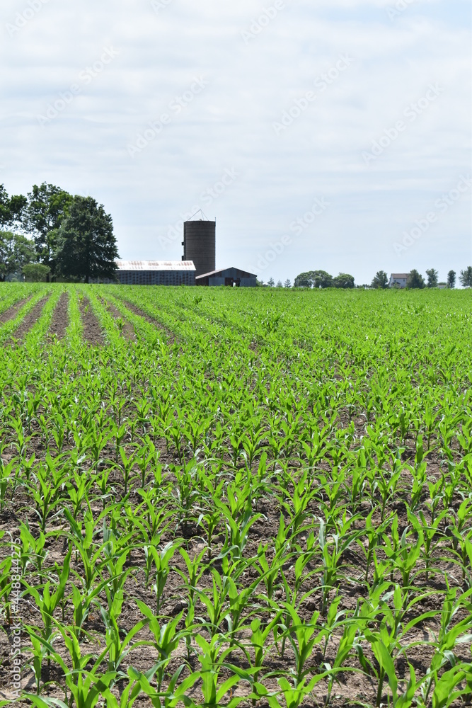 Sticker Corn Field