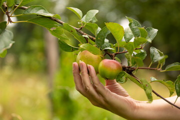 Female hand picking a ripe fresh apple from an apple tree enjoyig her healthy vegan lifestyle while being surrounded by greenery and trees in nature on a sunny day in summer