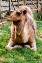 camel lying on green grass