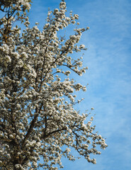 Pear tree branches, full of flowers, against a background of blue sky.