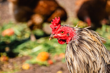 hen's portrait in sunny summer day