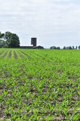 Corn Field