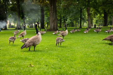 Naklejka na ściany i meble A Goose together with a group of geese walking in Valkenburg park in Breda city centre, The Netherlands, while eating the green grass from a field and being surrounded by trees,