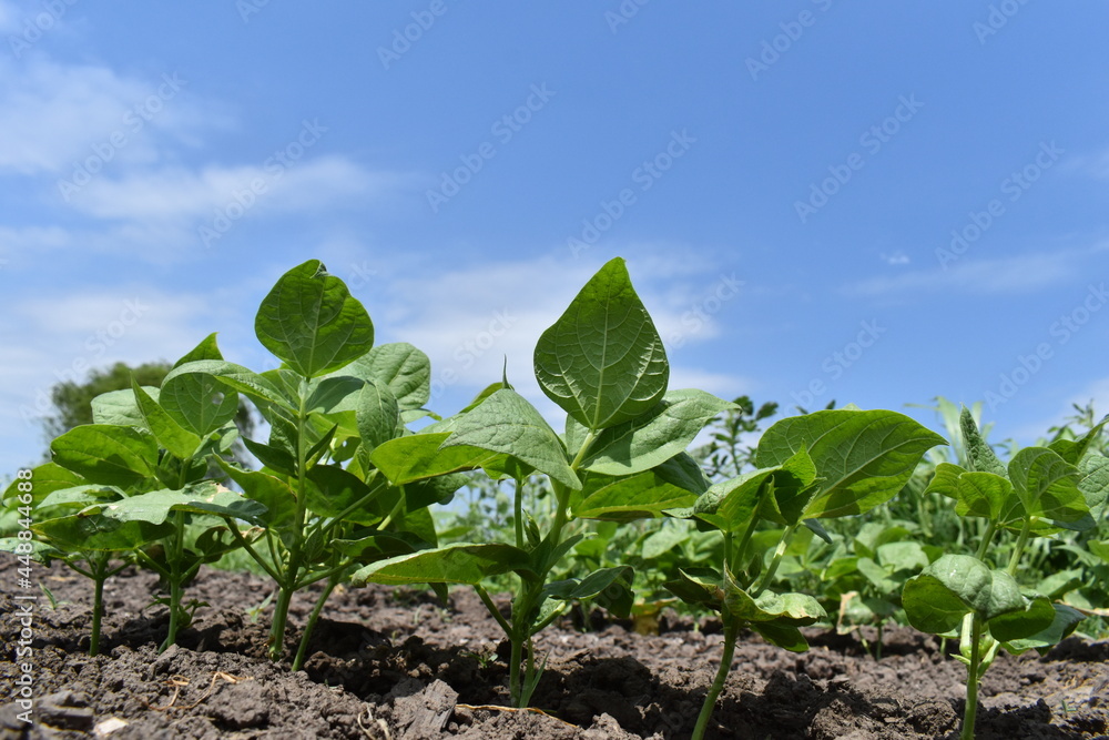 Poster bean plants in a garden