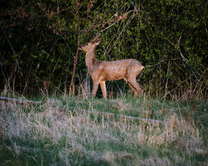 deer in the woods