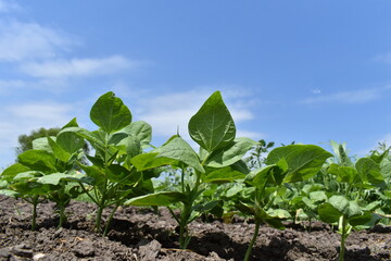 Bean Plants in a Garden