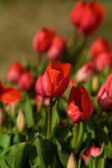 Spring background with red tulips flowers. beautiful blossom tulips field. spring time. banner, copy space