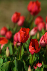 Spring background with red tulips flowers. beautiful blossom tulips field. spring time. banner, copy space