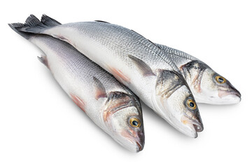 Sea bass fich isolated on white background with clipping path and full depth of field.